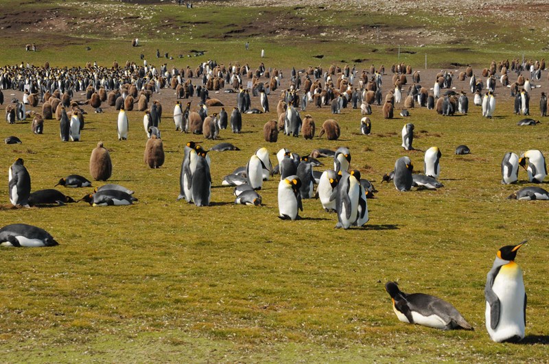 An early-morning visit to the King Penguin colony at Volunteer Point in the Falkland Islands, 2019.