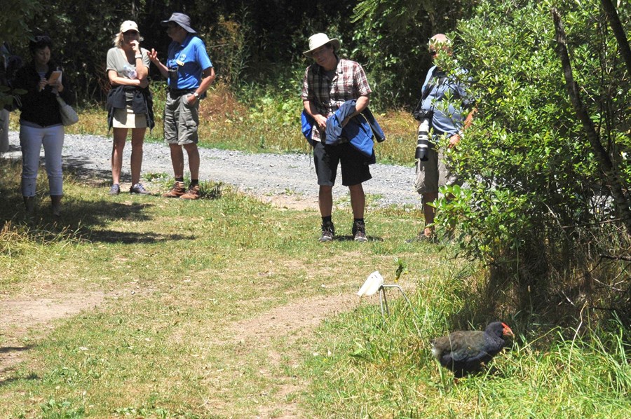 Meeting a Takahe, a species that was once almost extinct, on Tiritiri Matangi, New Zealand, 2017.