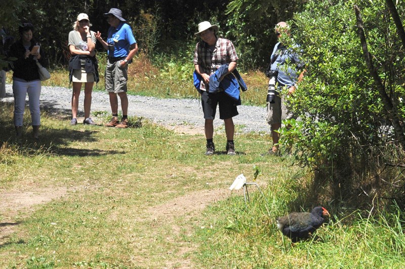 Meeting a Takahe, a species that was once almost extinct, on Tiritiri Matangi, New Zealand, 2017.