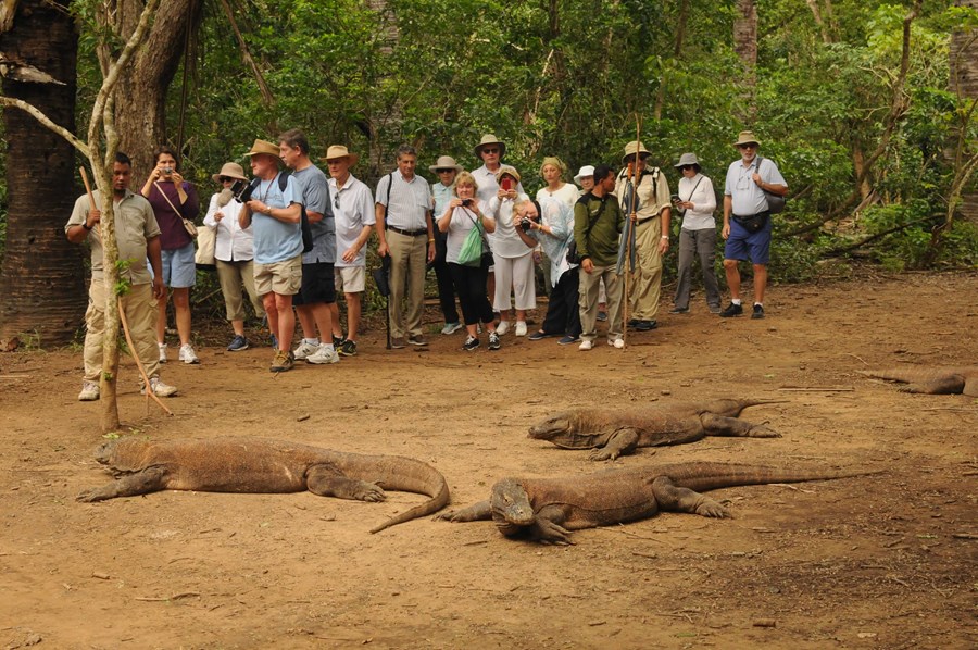 Visiting the Komodo Dragons on one of three visits to their island home in 2017.