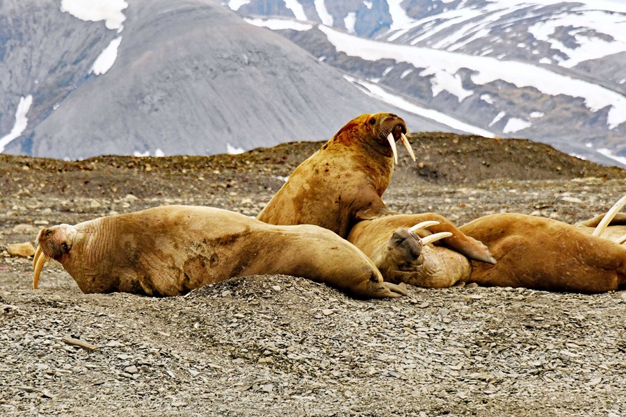 Getting up close and personal wih Walruses on a boat trip from Longyearbyen, Svalbard in 2023.