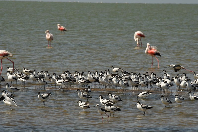 Lots of birds feed on shrimps in the saline water, like these Avocets, Stilts and flamingos.