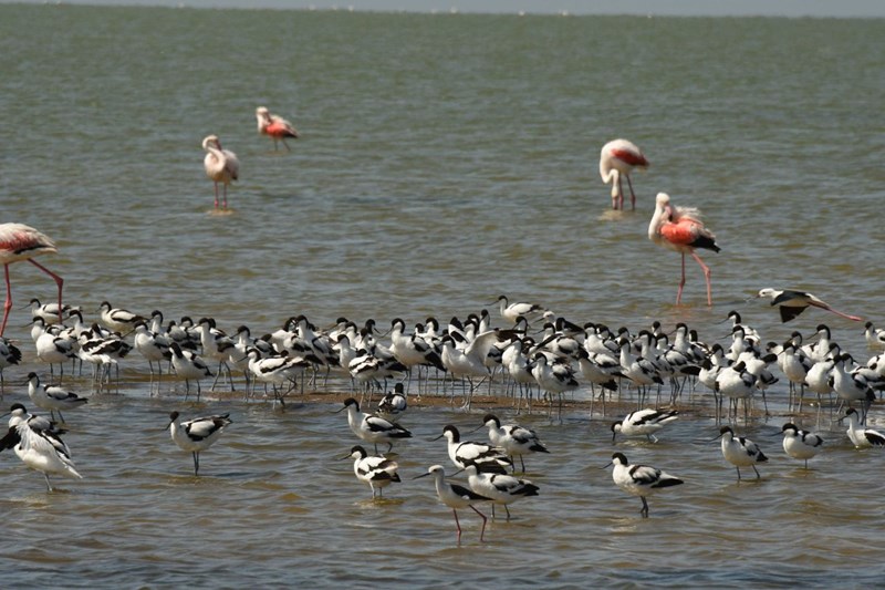 Lots of birds feed on shrimps in the saline water, like these Avocets, Stilts and flamingos.