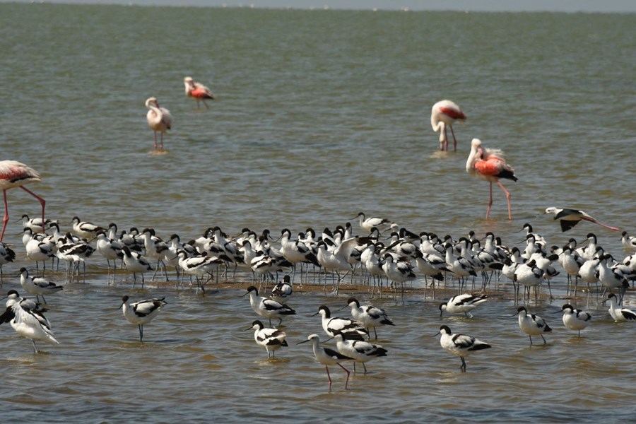 Lots of birds feed on shrimps in the saline water, like these Avocets, Stilts and flamingos.