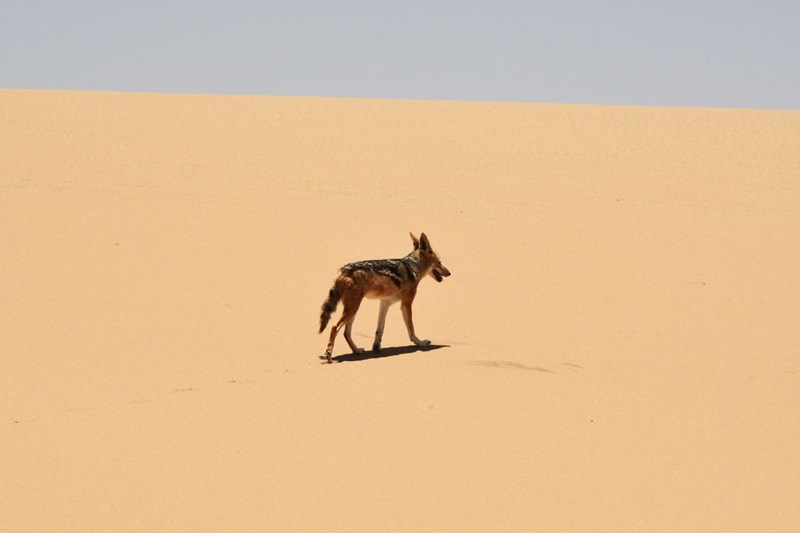 A Black-backed Jackal making its way across the dunes, unperturbed by our presence...