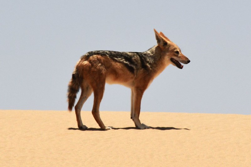 ...but the jackal did briefly stop to pose for our cameras on top of the dune.
