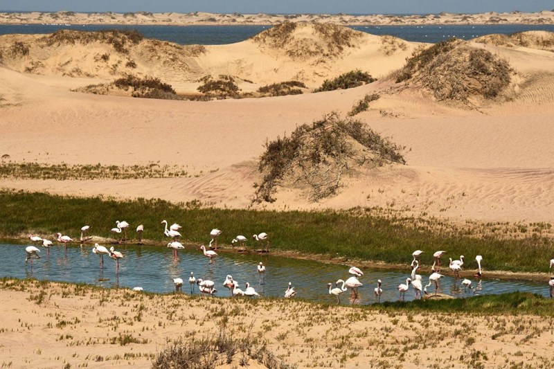 Greater and Lesser Flamingos feeding in a natural lagoon beside the saltwork pools.
