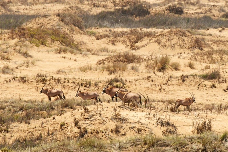 Our driver did well to find us this small herd of Gemsbok, well-hidden in the more vegetated dunes.