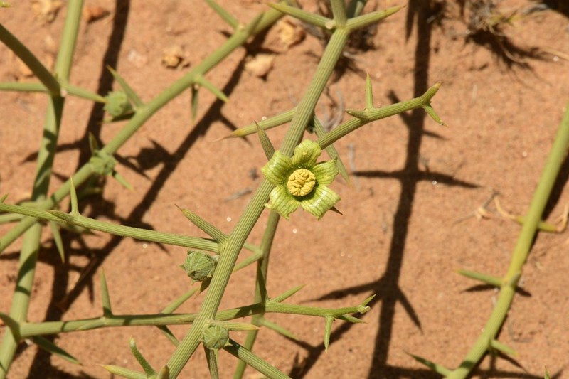 Nara (Acanthosicyos horridus), one of the few tough plants that can flower in the parched Namib.