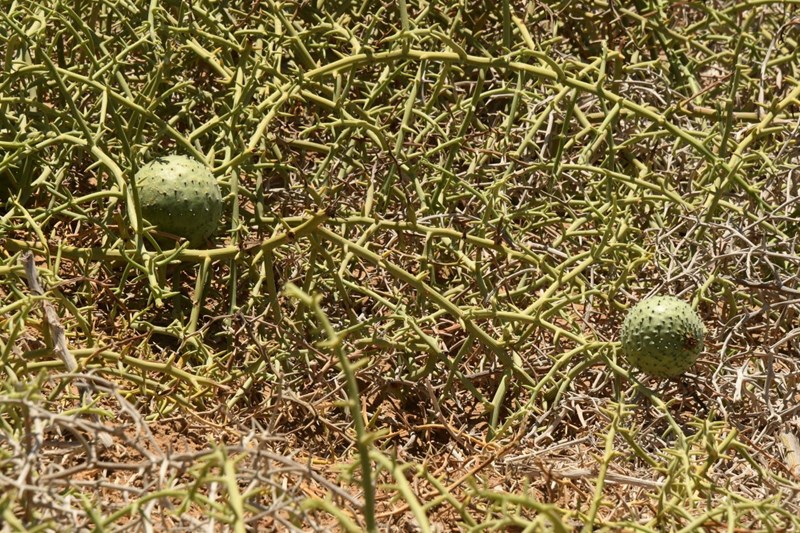 The succulent fruits of the Nara, filled with moisture scavenged from the morning fogs.