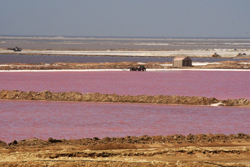 The hypersaline pools of the saltworks are coloured pink by what is technically a green alga!