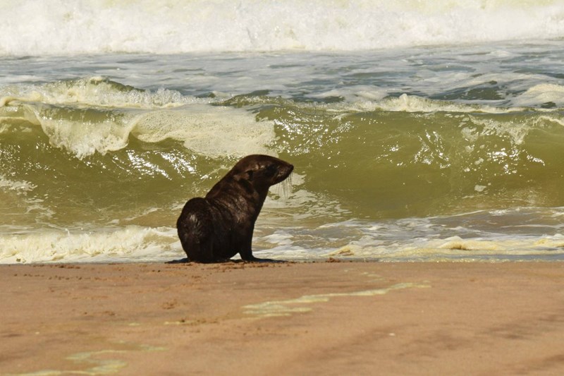 The pup of a Cape Fur Seal temporarily abandoned by its parent on a stormy shore.