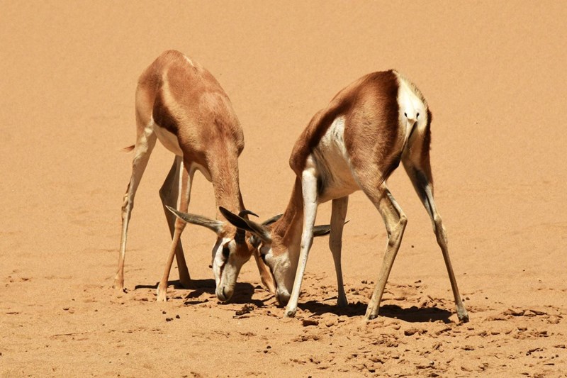 Two of the young Springboks play-fighting, in practice for territorial disputes in later life.