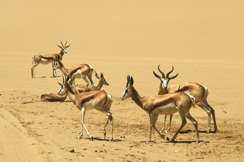 A herd of Springbok that we found sheltering in a hollow between the vegetated dunes.