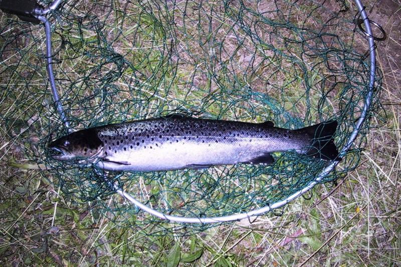 Alness Sea Trout