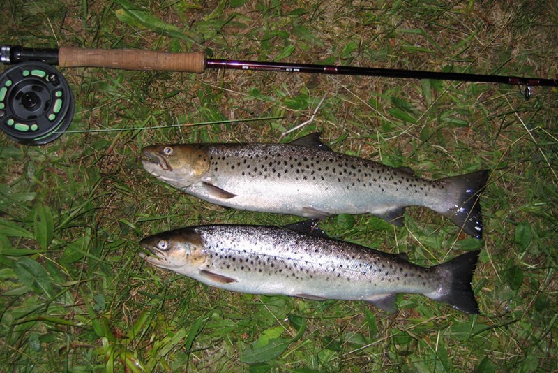 Alness Sea Trout