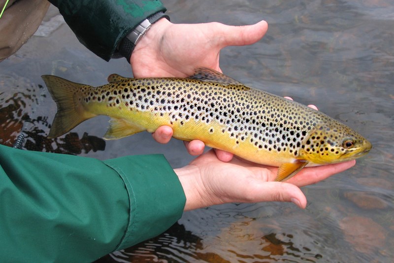 Phil's 'Yellowbelly'