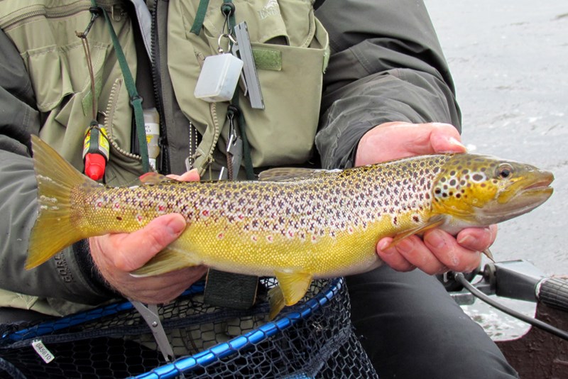 A good trout from Loch Boardhouse