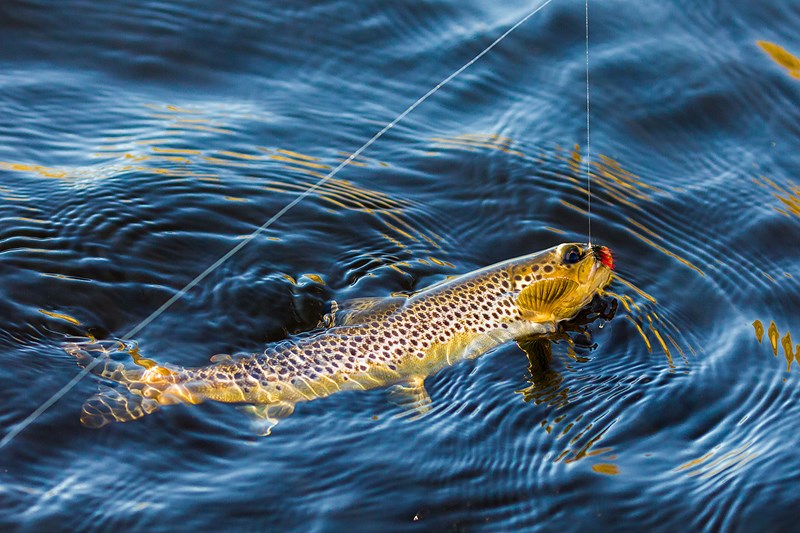 A wild brown trout from Loch Borrolan