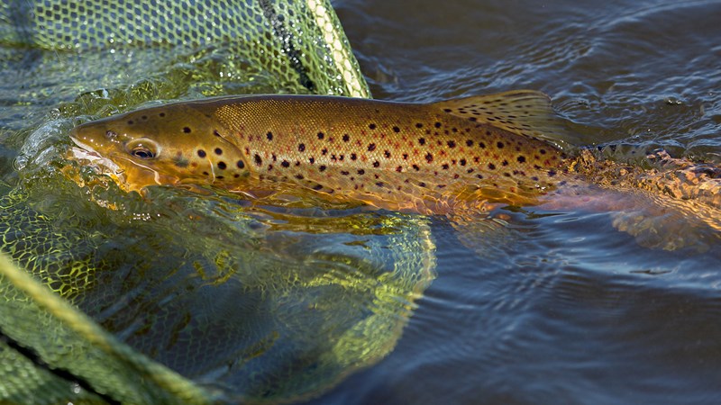 Brown trout being netted