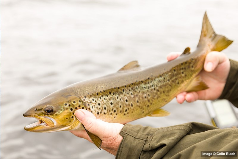 A wild brown trout from Loch Lomond
