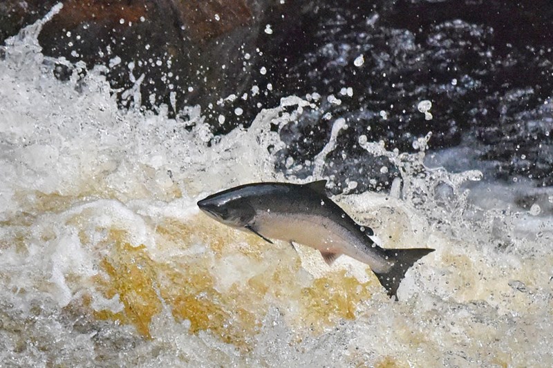 A salmon leaping the Falls of Shin