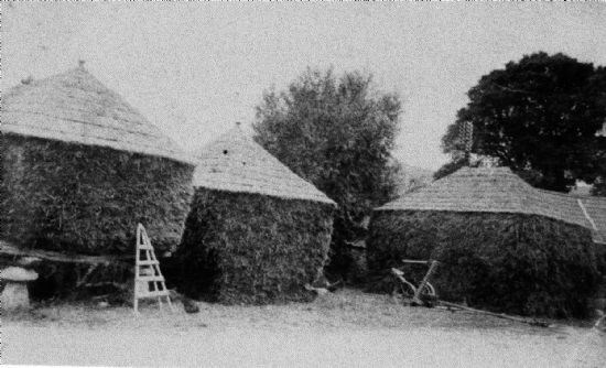 Hayricks at Brewery Farm