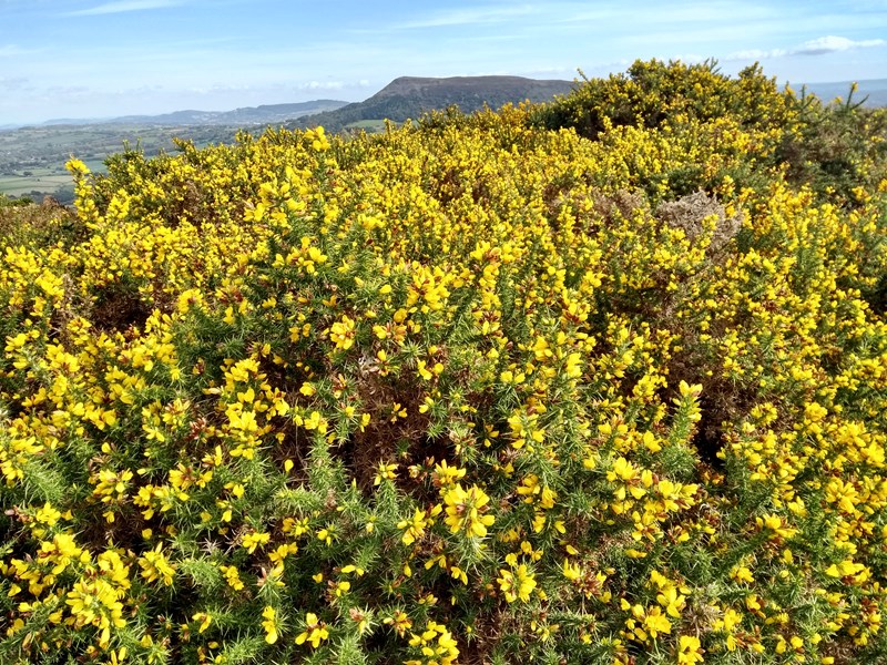Gorse on Deri