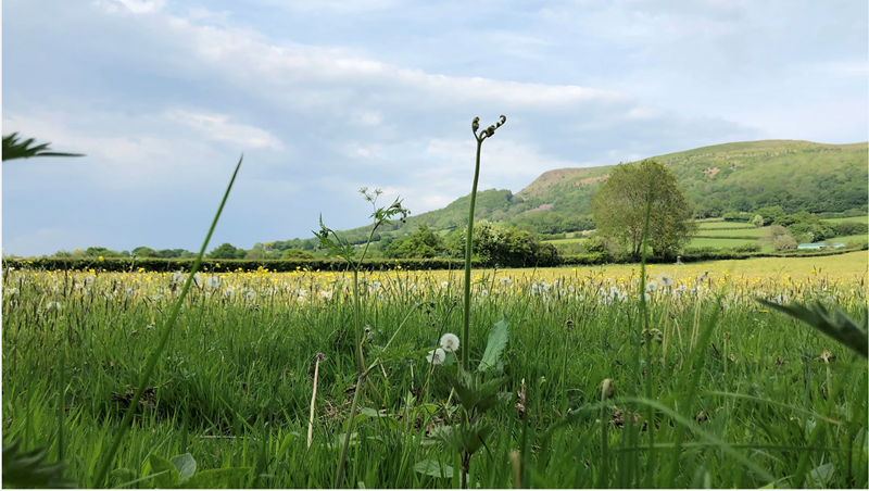 View of Skirrid across westerly meadow