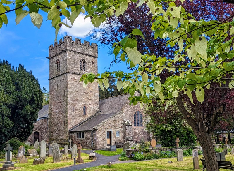 St Teilo's Dove Tree