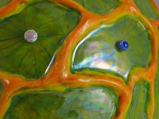 coral-reef-detail