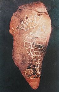 seahorse-fossil