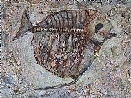 fish-fossil