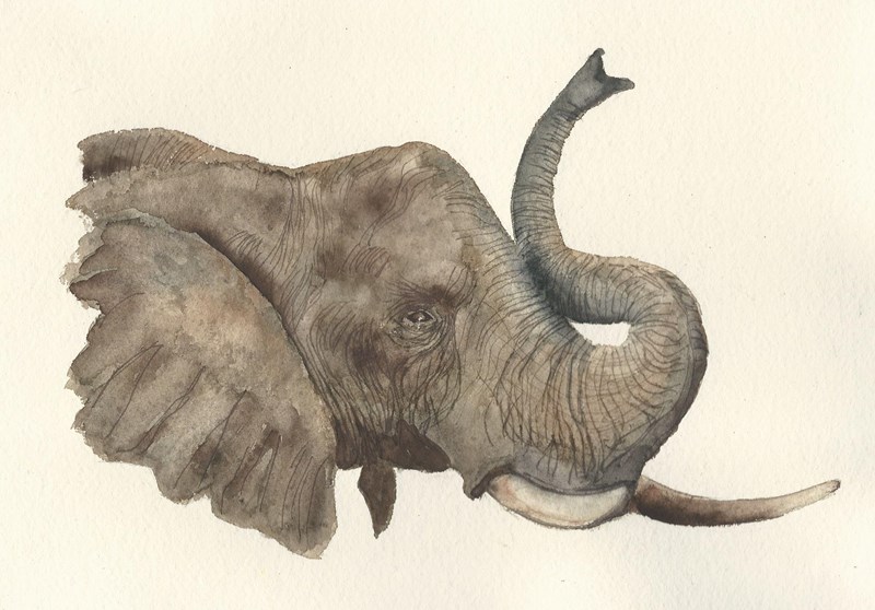 Elephant (pastel)