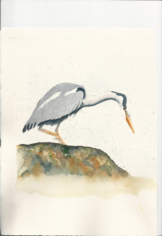 Heron (watercolour and ink)