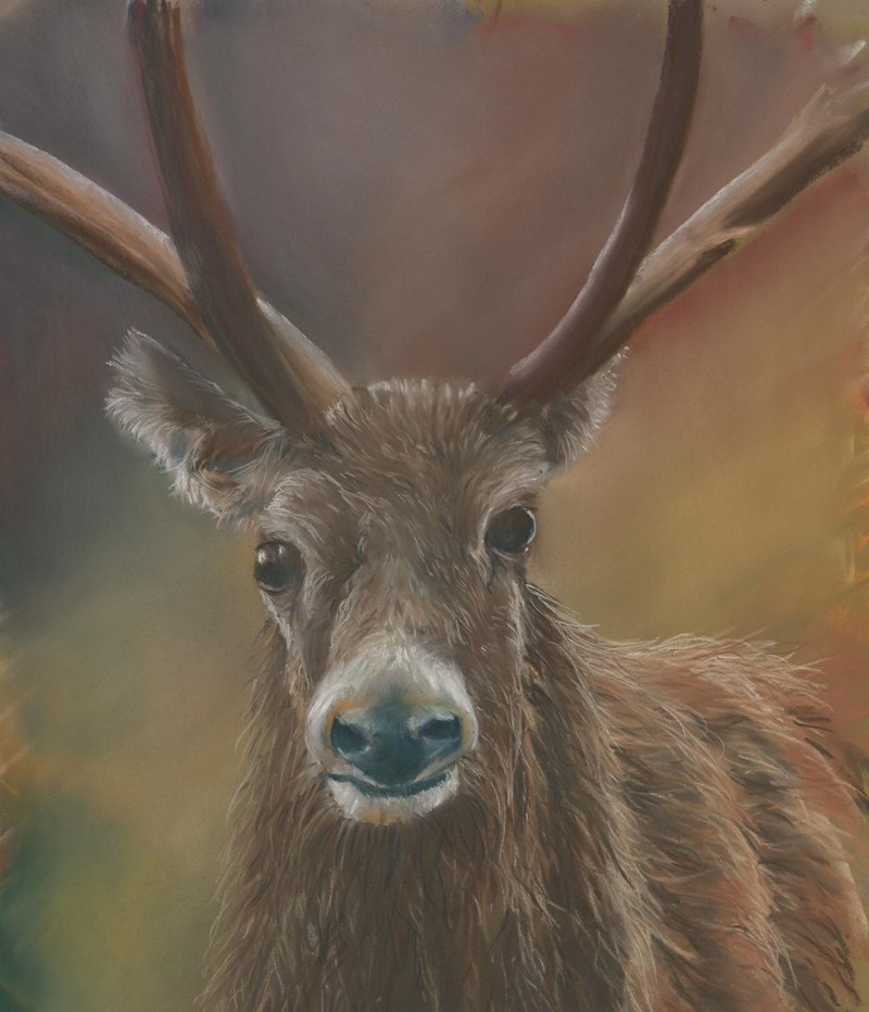 Stag (pastel; image courtesy of Sandra Whyte)