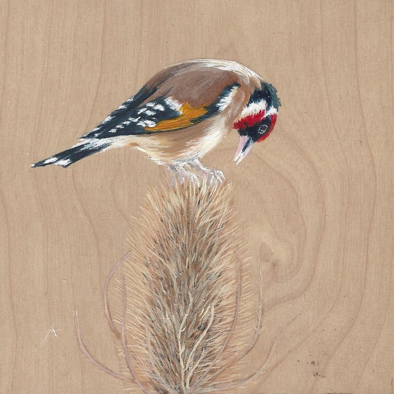 Goldfinch (acrylic) Image courtesy of Donna Joyce
