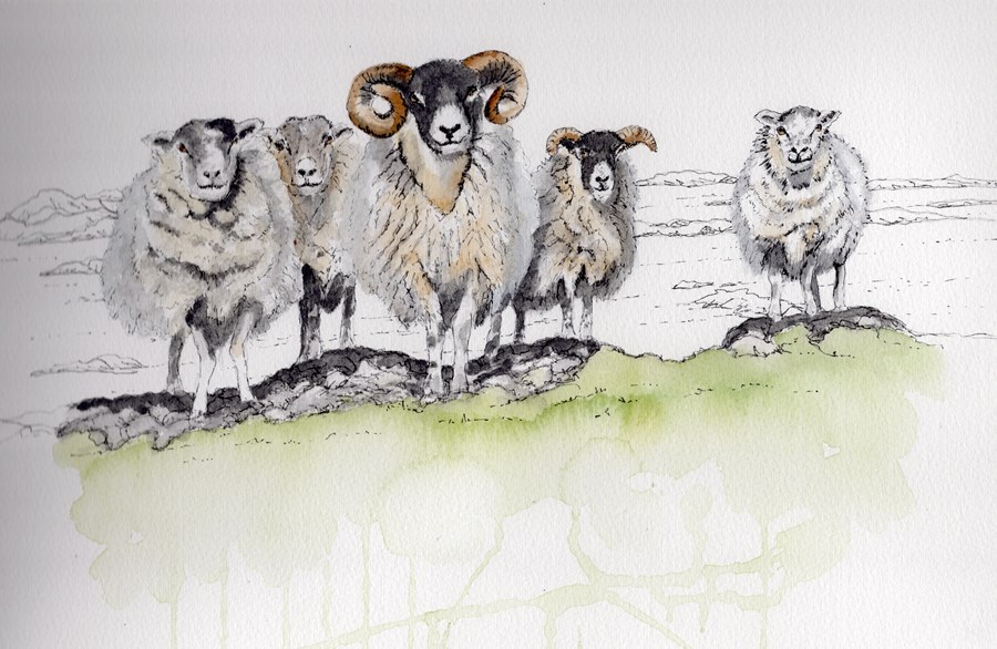 Fidden sheep (pen and watercolour)