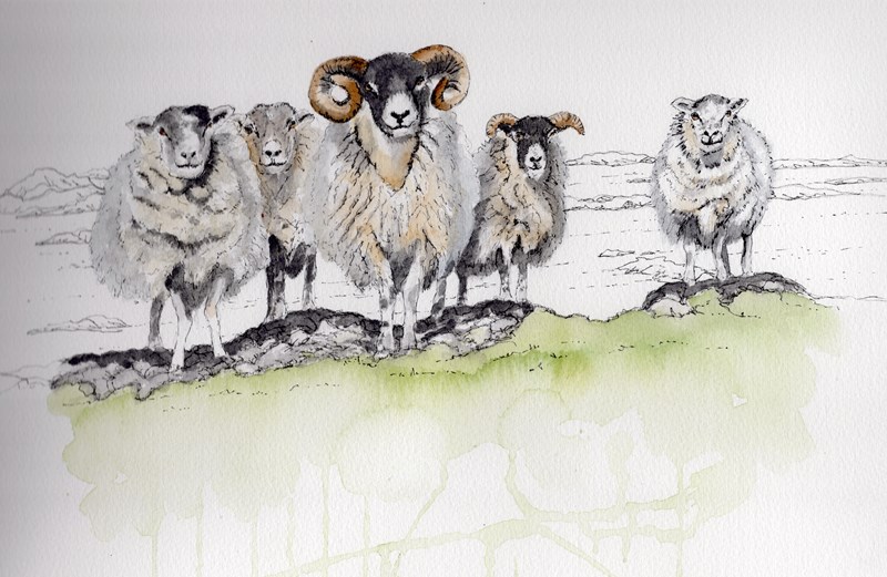 Fidden sheep (pen and watercolour)
