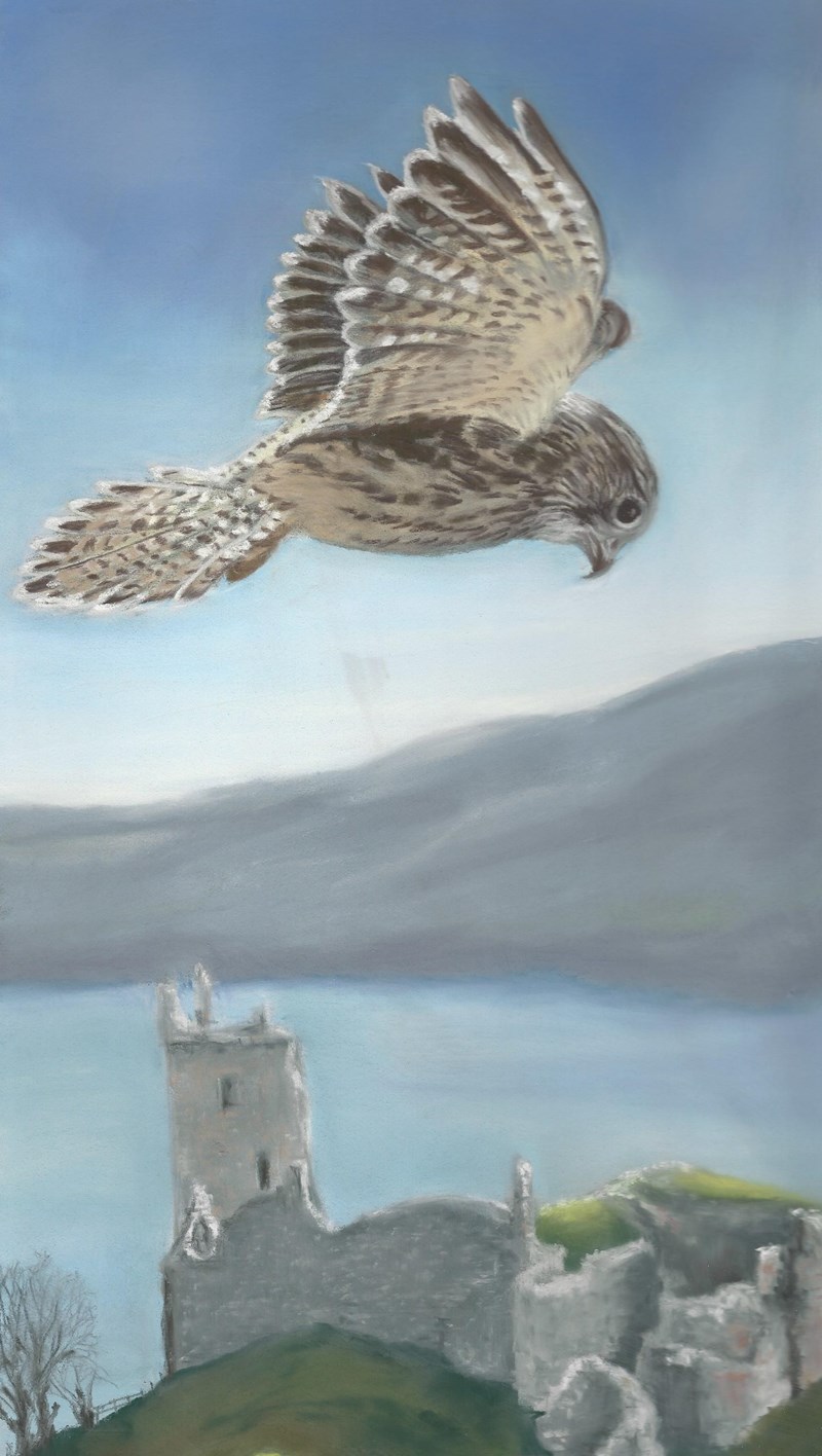 Kestrel over Urquhart Castle (kestrel image courtesy of Les Liddle)