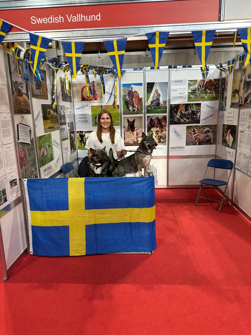 Vallhunds waiting to say hello