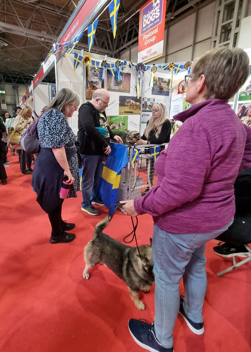 The Swedish Vallhund Stand is located in the Pastoral Group of Discover Dogs