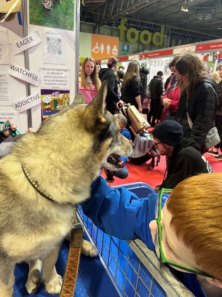 Vallhunds getting fuss from younger visitors