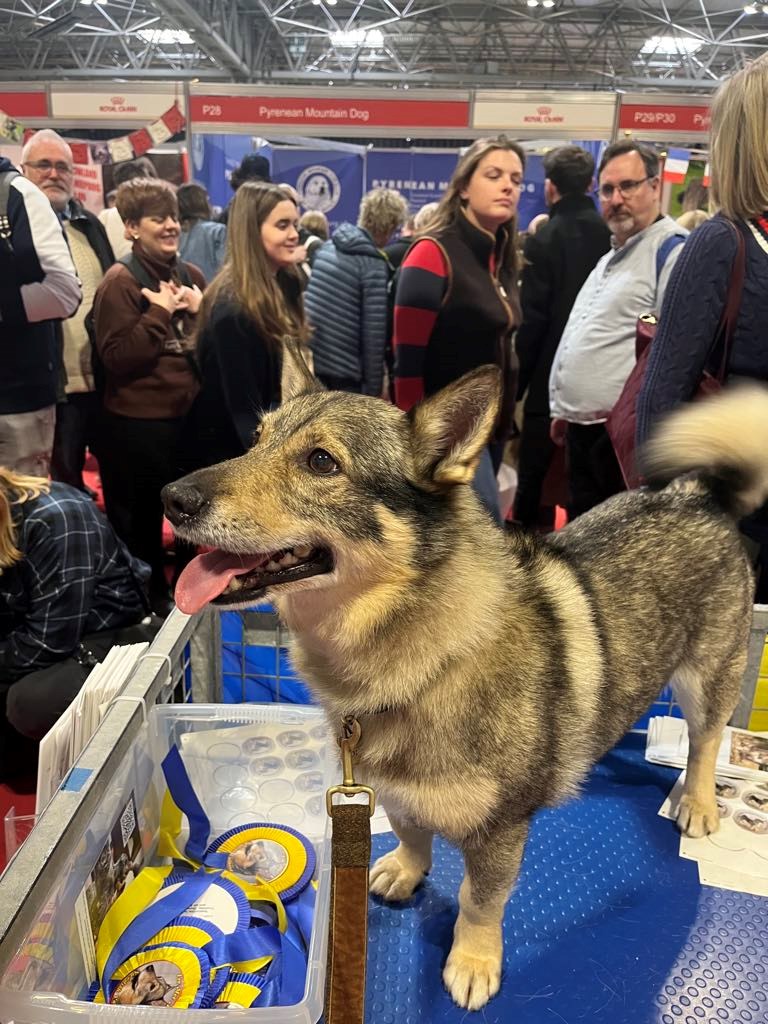 One of our lovely Vallhunds waiting to greet visitors