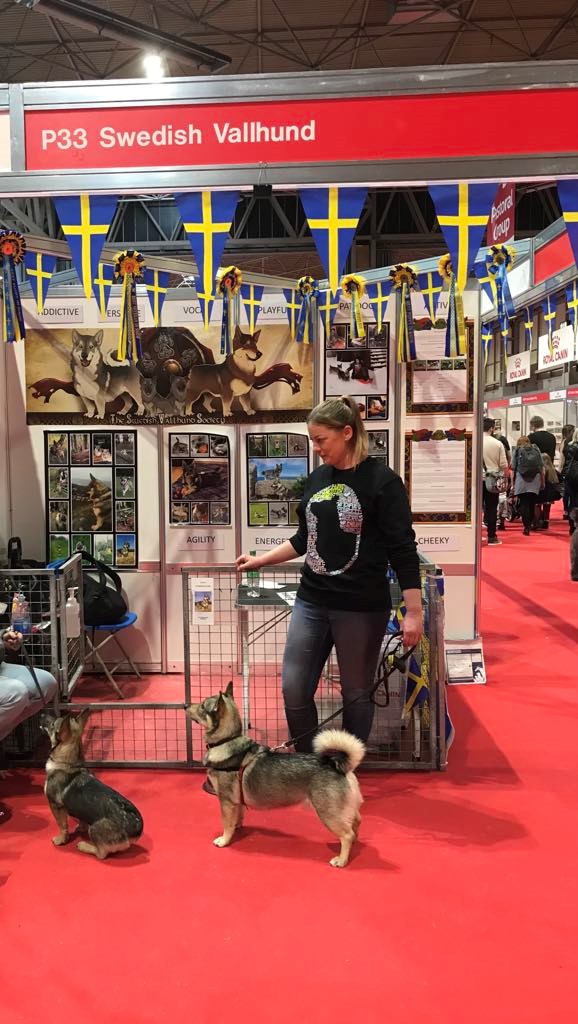 Our Vallhund volunteers are happy to answer your questions about the breed
