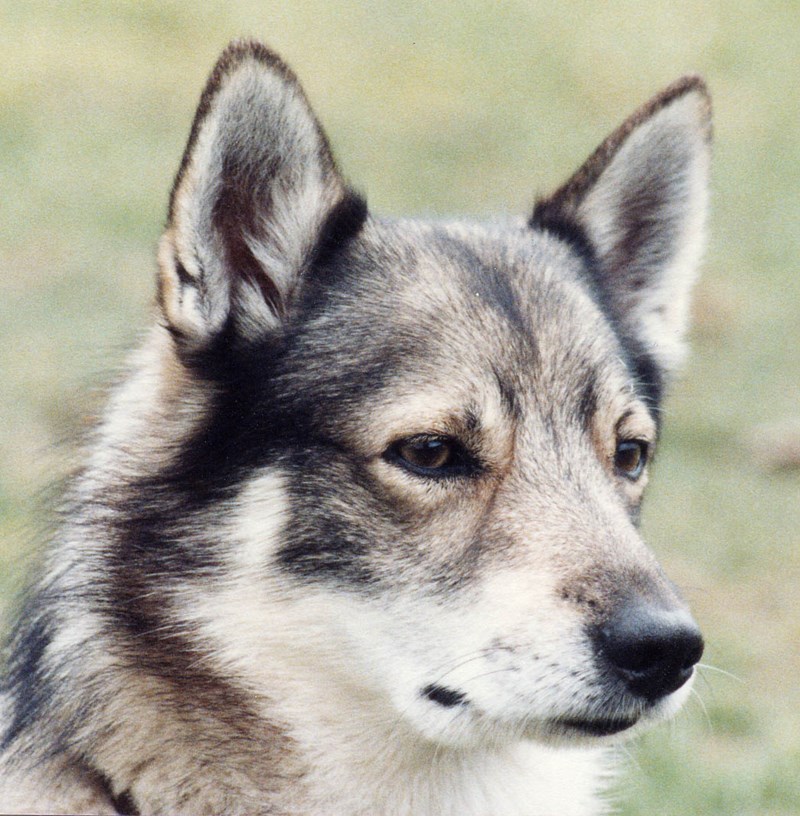 Sable shadow aged 7 owned by and photo by Margaret Dickerson