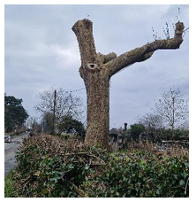 Help Fund our Tree Sculpture