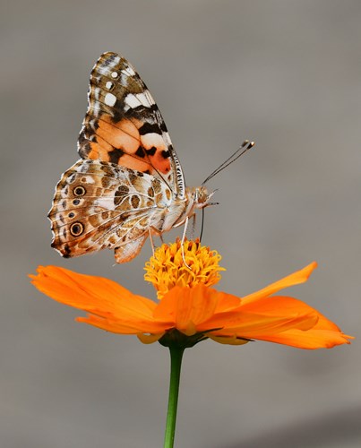 Get Involved | Help protect our butterflies