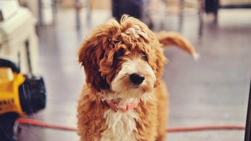 New Classes From Canine Concerns