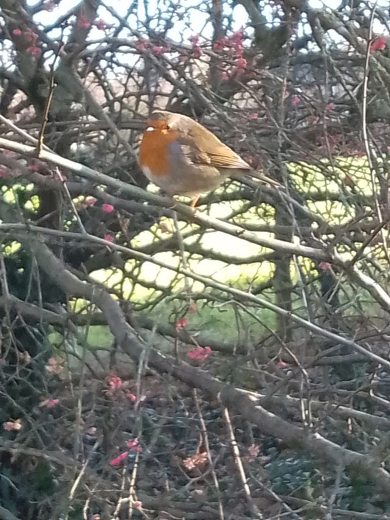 Robin